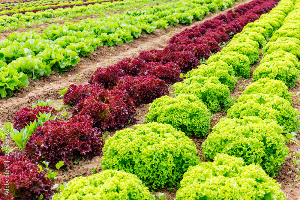 Green Lettuce leaves on garden beds in the vegetable field. Gardening background with green Salad plants in the open ground, Green Lettuce leaves on garden beds in the vegetable field. Gardening background with green Salad plants in the open ground,