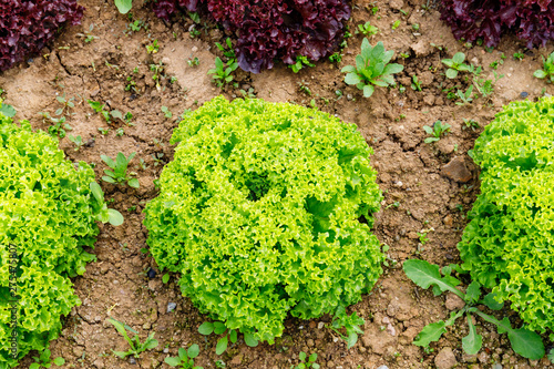 Green Lettuce leaves on garden beds in the vegetable field. Gardening background with green Salad plants in the open ground,