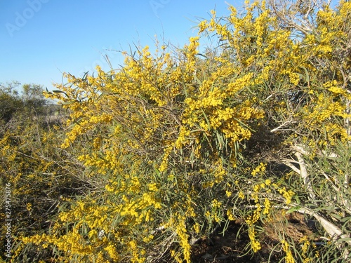 gorse in flower