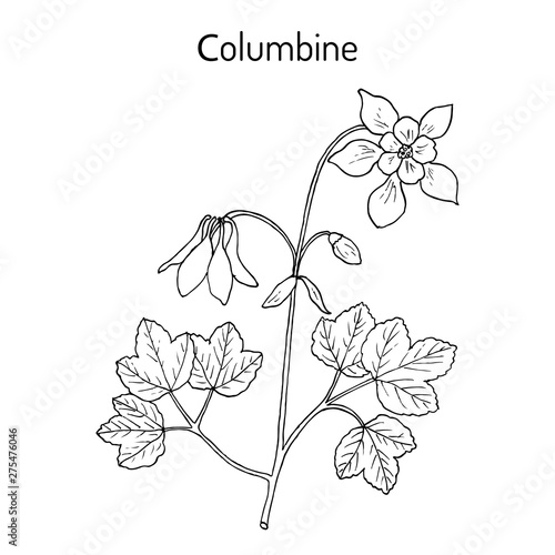 Columbine aquilegia vulgaris , or granny s bonnet, medicinal plant