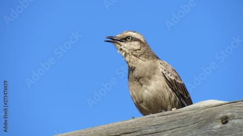 Tropical mockingbird sitting on a tree trunk.