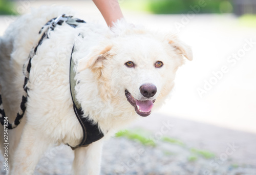 Training a white adopted dog