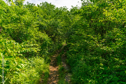 Tight Dirt Trail with Lush Green Plants and Trees at Red Gate Woods in Suburban Chicago