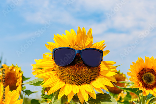 Summer sunflower outfit in black sunglasses. Yellow Sunflower on blue sky and sunflower agricultural field background, 