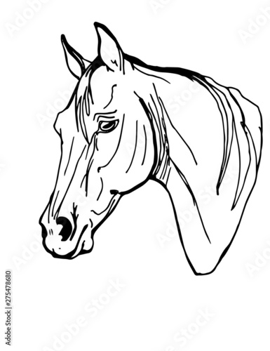 Vector illustration of a horse  vector isolated monochrome image of a horse head on white background