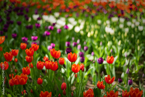 Multi colored field with red  yellow  dark violet and white tulips from Tulip Festival. Picture useful for web design and as a computer wallpaper.