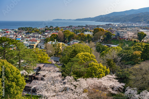 小田原城から眺める満開の桜と街並み 撮影日2019/4/6