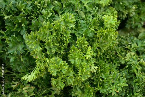 close up of fresh parsley    