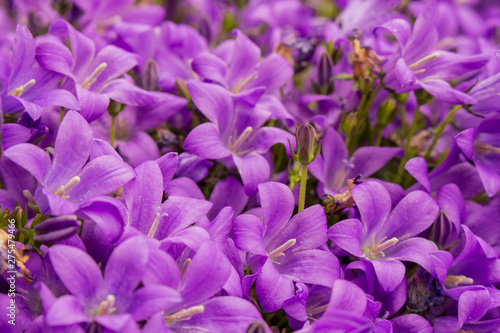 Beautiful purple flowers in garden. Blooming violet campanula close up. Colorful small summer flowers. Spring nature concept. Flora concept. Purple flowers on background. 