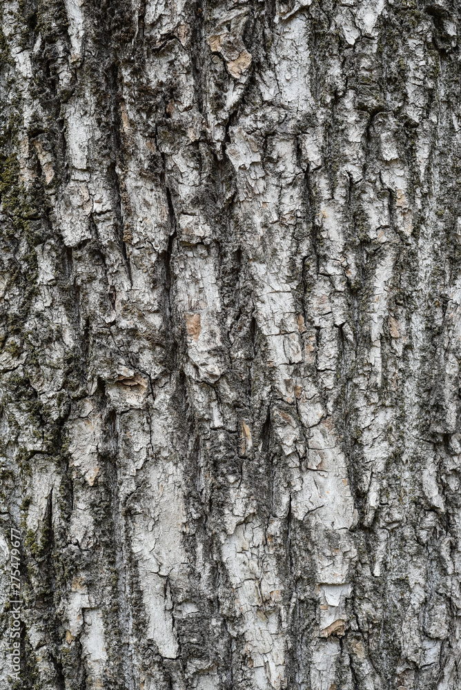 tree bark. background. close up. texture, pattern, wooden, closeup. Fragment of tree trunk with bark. tree bark. background. close up. texture, pattern, wooden, closeup. Fragment of tree trunk with bark.