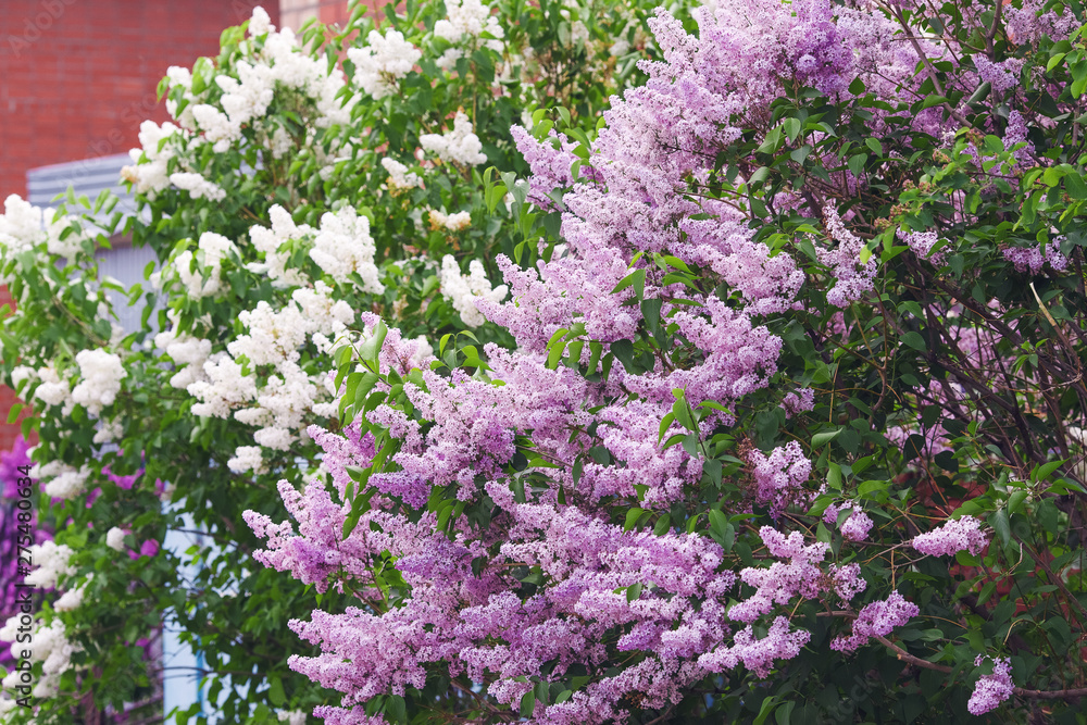 Obraz premium Beautiful purple lilac flowers blossom