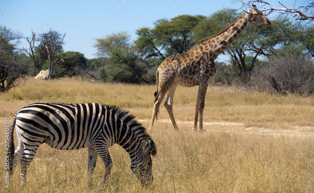 Fototapeta premium africa