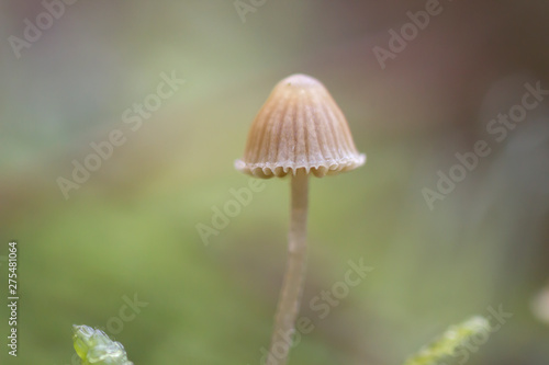 Detail of mycena cinerella small wild mushroom