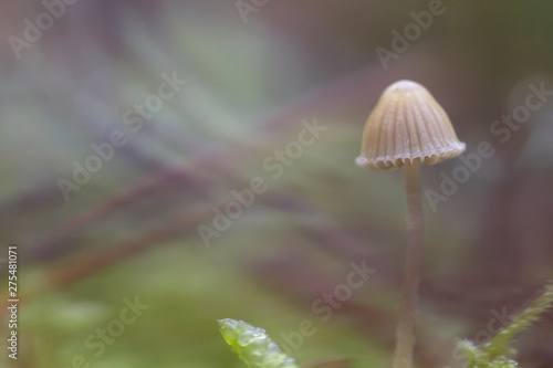 Detail of mycena cinerella small mushroom and blurry forest background