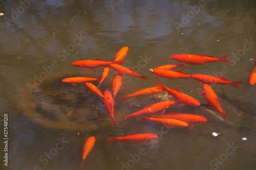fish in the pond