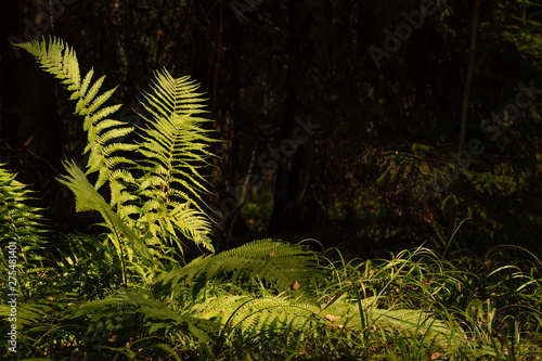 Natural green fern in the forest close up