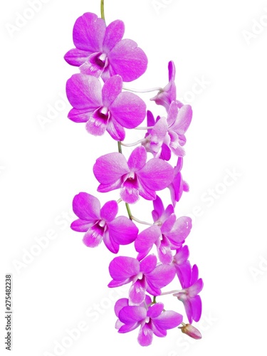 Pink Thai orchid with white background