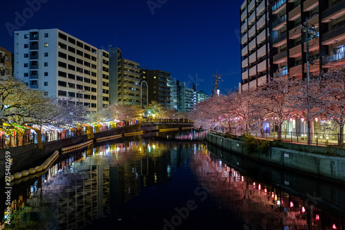 横浜市　大岡川　夜桜　撮影日2019/4/4 © 早川 義昭