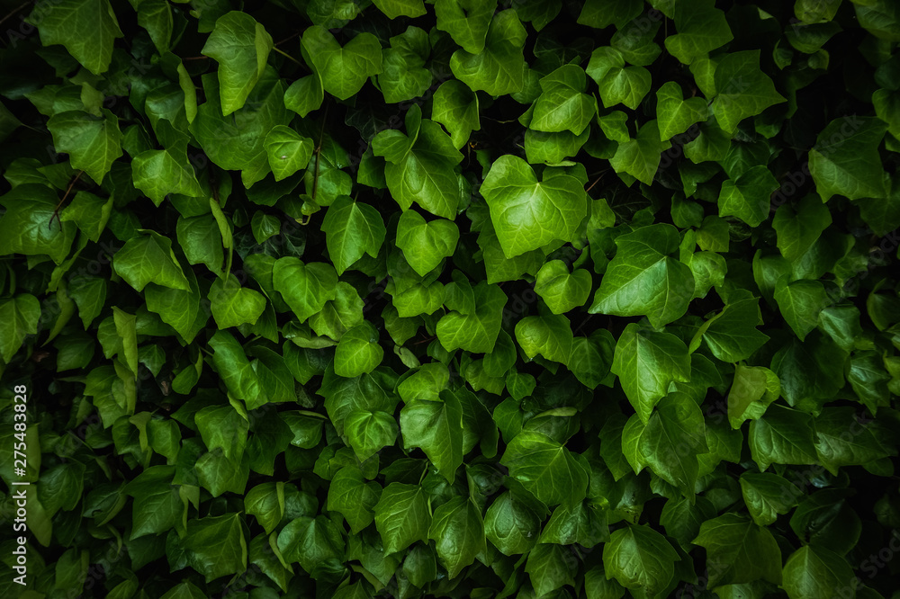 Lost In Green Lost In Green