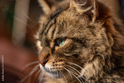 Isola del Giglio Cat looking into camera