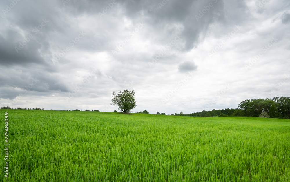 Green field and cloudy skies Green field and cloudy skies