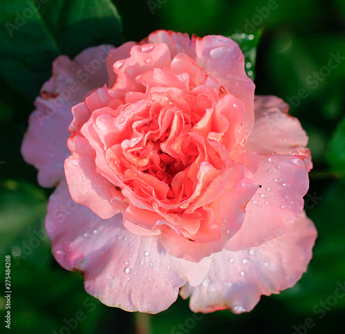 Art photo rose petals isolated on the natural blurred background. Closeup. For design, texture, background. Nature.Drops of morning dew on rose petals.
