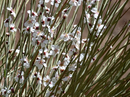 white flowers on the branches