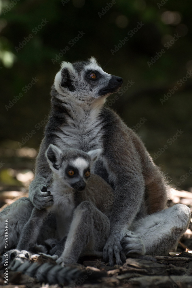Obraz premium Madre lemur de cola anillada con su cría pequeña