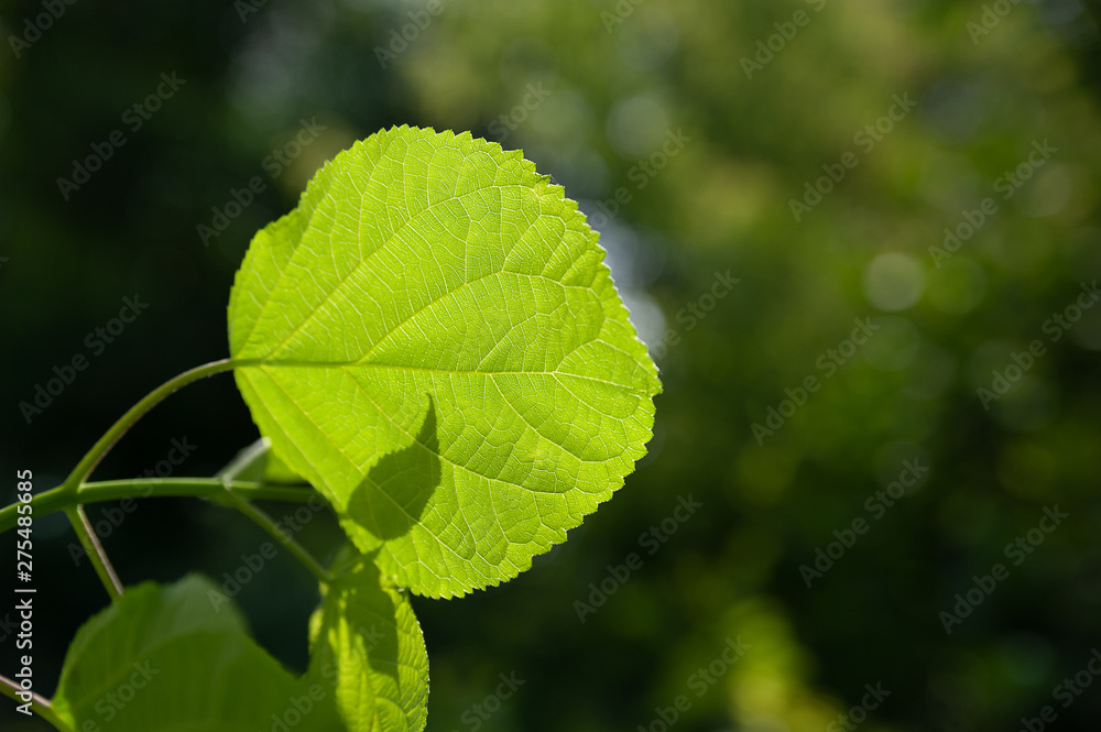 Green leaf shines through the sunlight, selective focus. Green leaf shines through the sunlight, selective focus.