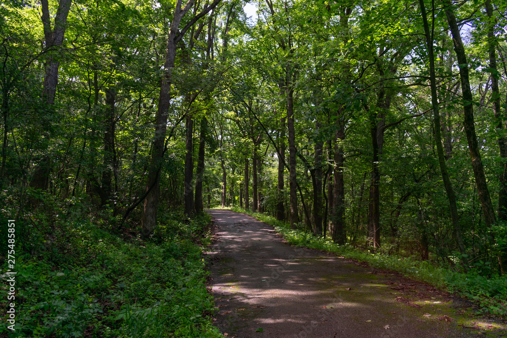 Fototapeta premium Shaded Forest Trail with Lush Green Plants and Trees at Red Gate Woods in Suburban Chicago
