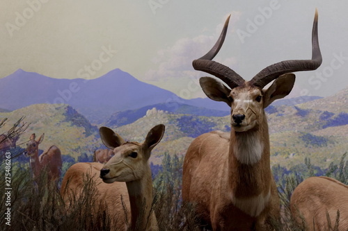 Fototapeta Naklejka Na Ścianę i Meble -  gazelle