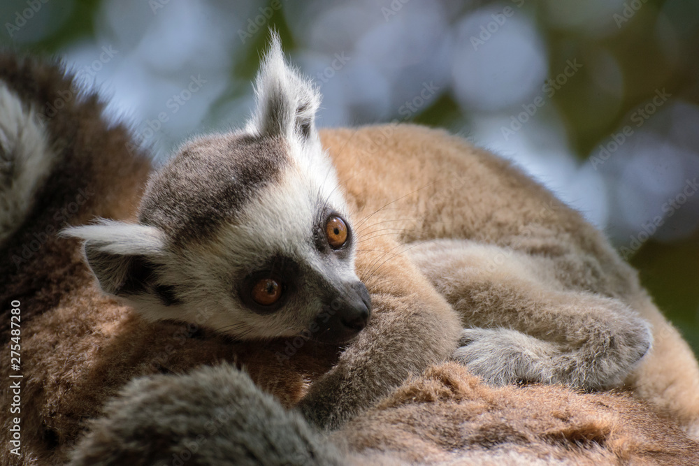 Joven cría de lemur de cola anillada Joven cría de lemur de cola anillada