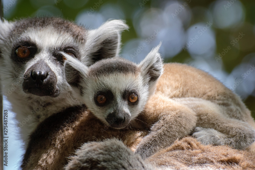 Obraz premium Joven cría de lemur de cola anillada