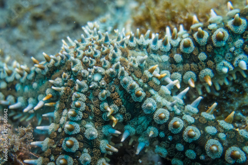 Diving Madeira colorful sea star closeup