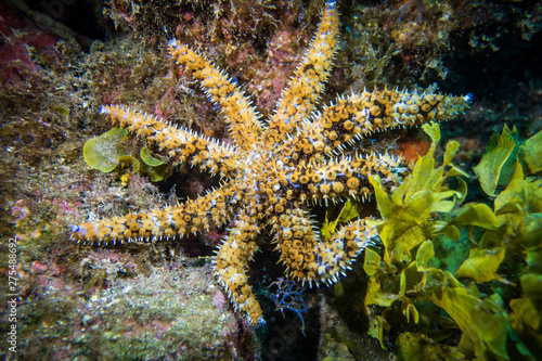 Diving Madeira colorful sea star