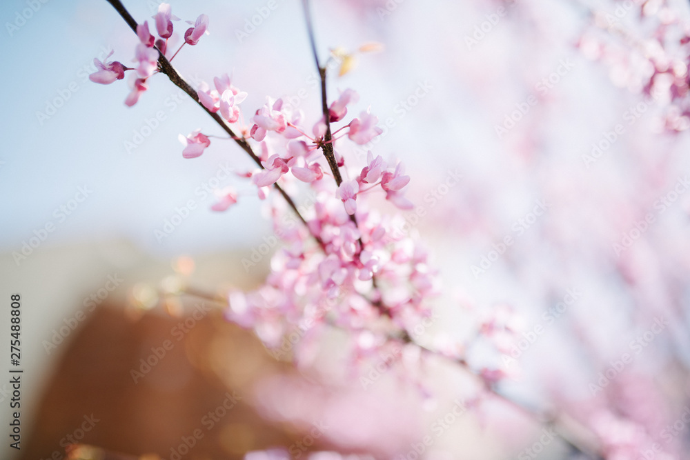 Obraz premium Blooming pink cherry in spring close up