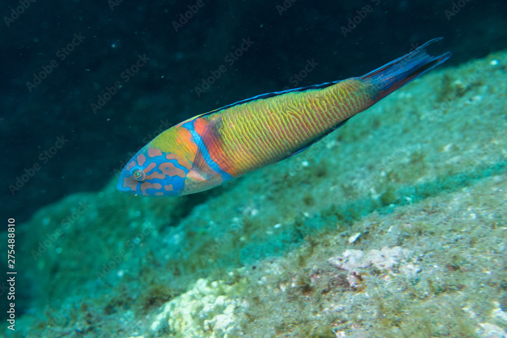 Fototapeta premium Diving Madeira colorful Turkish wrasse