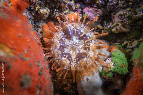 Madeira sea anemone colorful sponges