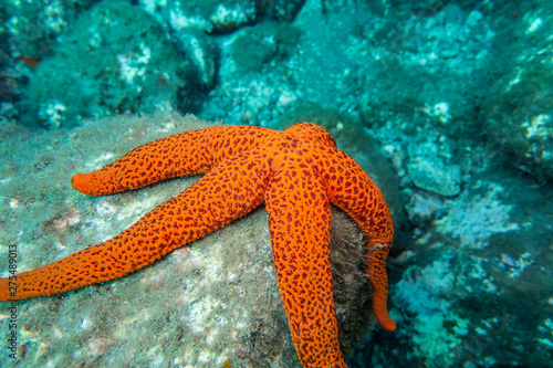 Diving Madeira colorful red sea star
