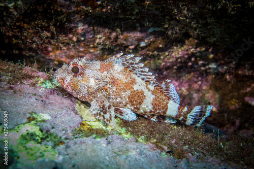 Madeira Scorpion fish camouflage algae