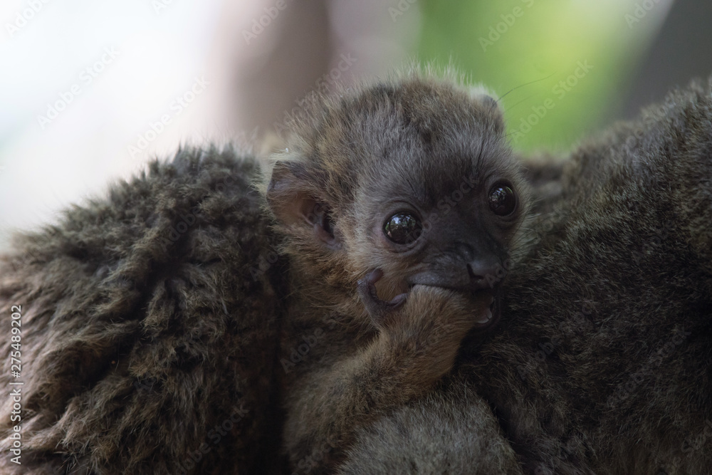 Naklejka premium Jóven cría de lemur de cara blanca
