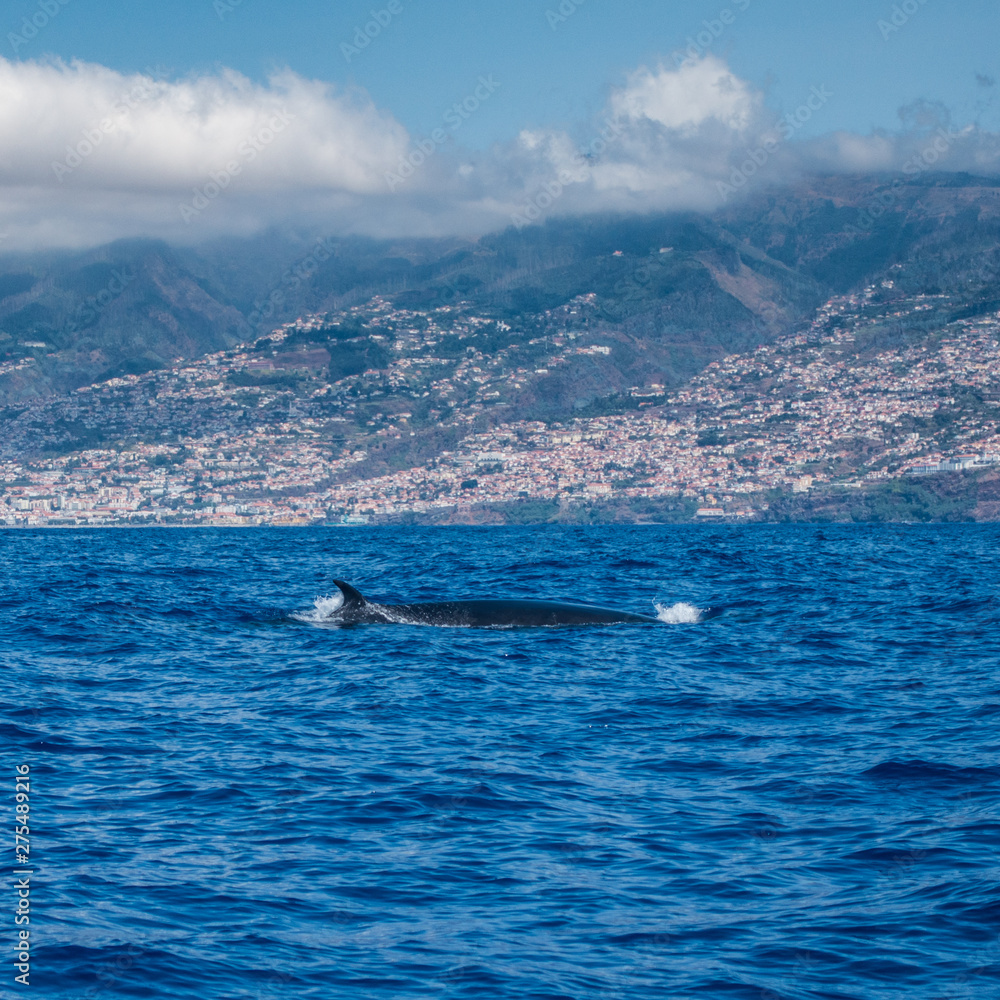 bryde's whale atlantic ocean Madeira bryde's whale atlantic ocean Madeira