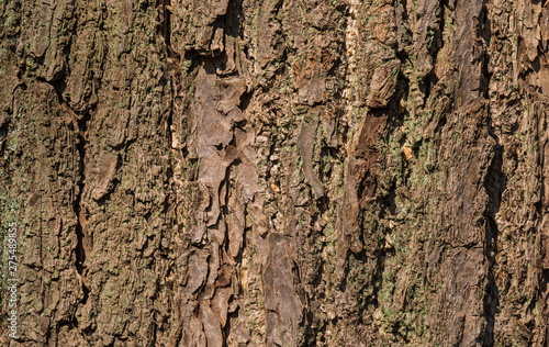 Old tree bark with rough surface, crevices and green lichens as background
