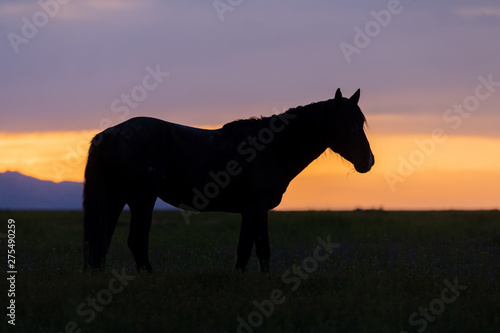 Wild Horse Silhouetted at Sunset in Utah