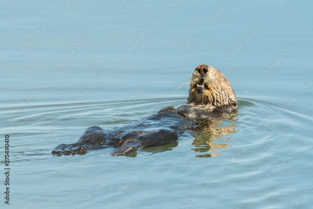 Fototapeta premium Sea Otter