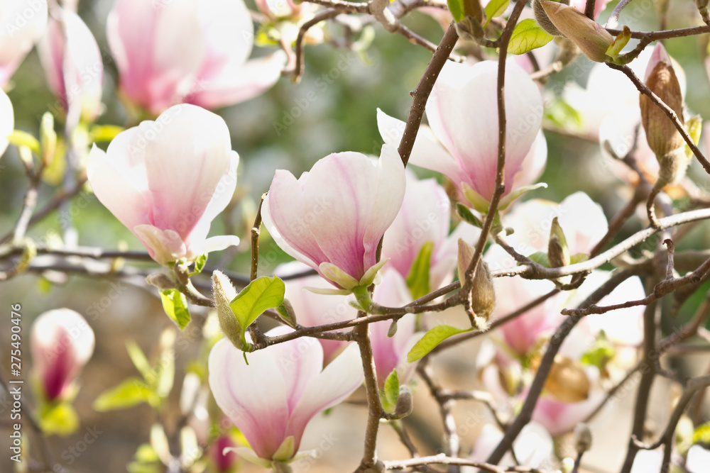 Fototapeta premium Blooming magnolia with white and pink flowers closeup