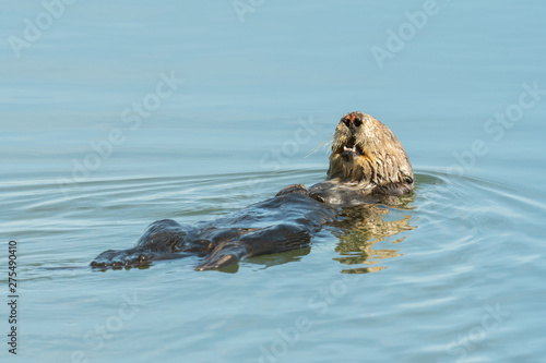 Sea Otter © Tony Campbell