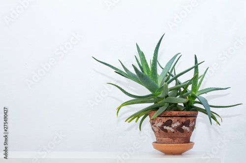 A large aloe plant in a clay pot with an ornament stands on a white console opposite the white wall