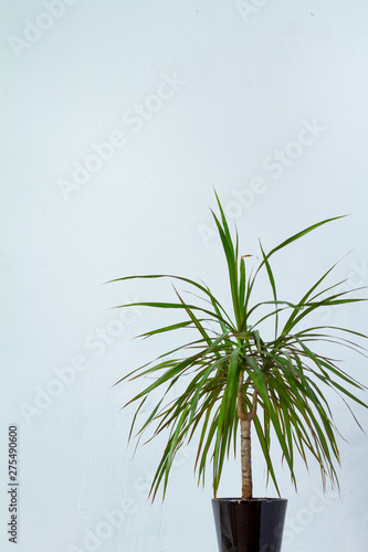 A large dracaena plant in a dark pot stands opposite the white textural wall