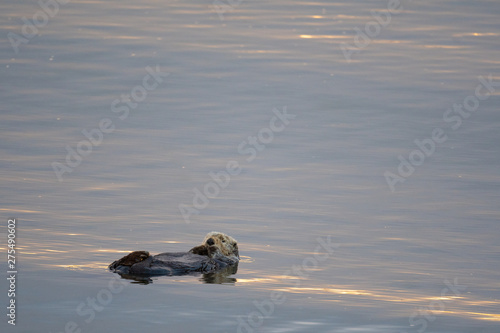 Sea Otter